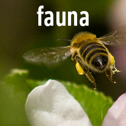 Fauna, Tiere, Insekten, Vögel