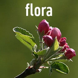 Flora, Blumen, Bäume, Pflanzen